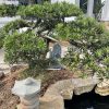 Hệ thống loa sân vườn gia đình